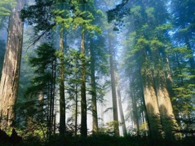 森林資源保護(hù)