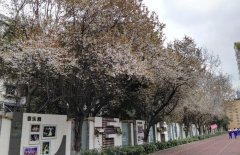 成都大學附屬中學