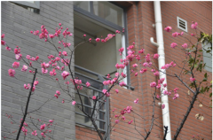 成都七中萬達學校(國際部)