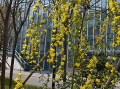 成都石室蜀都中學(xué)