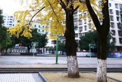 四川省蒼溪中學(xué)校