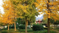 四川省蒼溪中學(xué)校