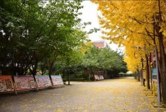 電子科技大學實驗中學