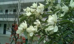 四川省德陽市第三中學(xué)