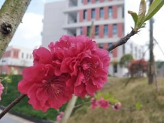 簡陽市實(shí)驗(yàn)中學(xué)