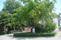 眉山市東坡區(qū)多悅高級中學(xué)校