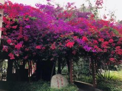 四川省崇州市蜀城中學(xué)