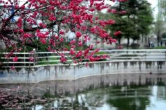 四川省成都市郫都區(qū)第三中學