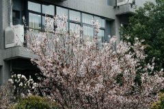 四川省德陽市第五中學(xué)