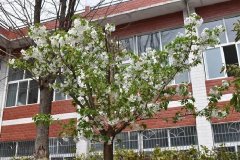 四川省廣元市朝天中學(xué)