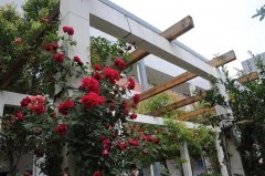 四川省鹽亭中學