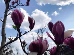 四川省梓潼中學(xué)