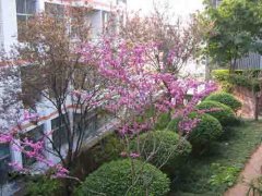 簡(jiǎn)陽(yáng)市三星中學(xué)