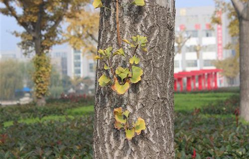 泰安市岱岳區(qū)職業(yè)中等專業(yè)學(xué)校