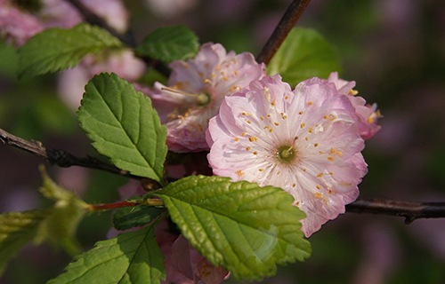 青島遠洋船員職業(yè)學院