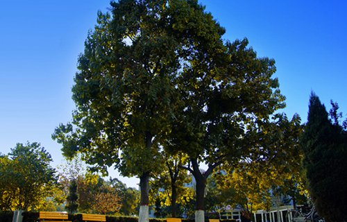 臨沂第一職業(yè)中等專(zhuān)業(yè)學(xué)校