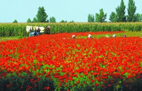 棗莊薛城區(qū)職業(yè)高中