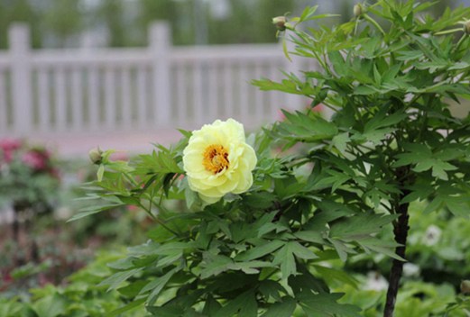 新鄉(xiāng)衛(wèi)生學(xué)校