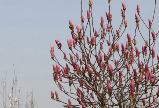 河南醫(yī)藥衛(wèi)生學(xué)校