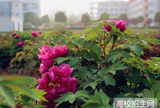 河南推拿職業(yè)學(xué)院