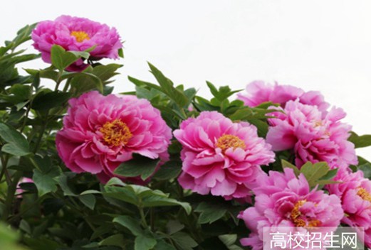 河南推拿職業(yè)學(xué)院