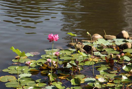 焦作師范高等?？茖W(xué)校