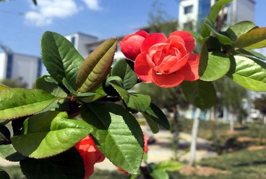 襄陽職業(yè)技術(shù)學(xué)院