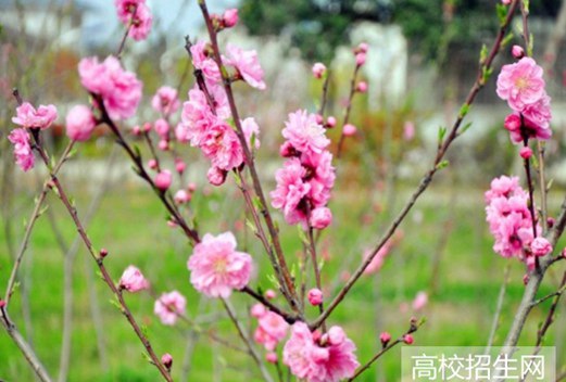 信陽職業(yè)技術(shù)學(xué)院