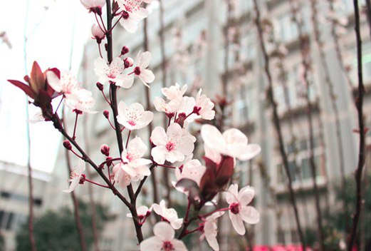 武漢交通學(xué)校