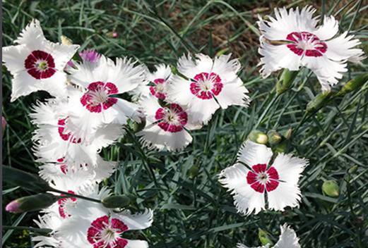 鄭州旅游職業(yè)學(xué)院