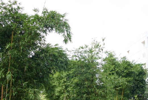 柳州鐵道職業(yè)技術(shù)學(xué)院