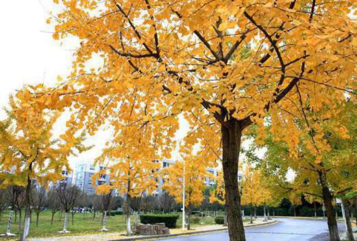 成都中醫(yī)藥大學附屬醫(yī)院針灸學校