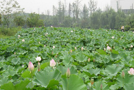 四川涼山衛(wèi)生學(xué)校