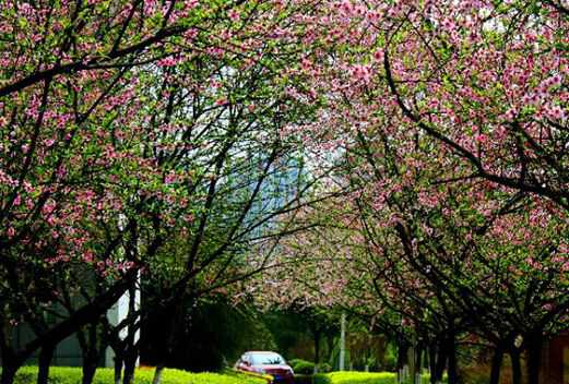 重慶文理學(xué)院