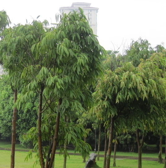 岳池白廟職業(yè)中學(xué)校