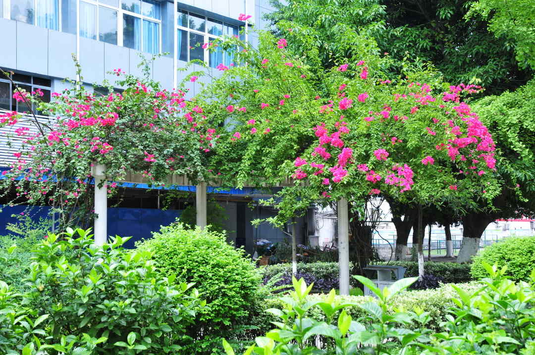 四川省南充中等專業(yè)學(xué)校