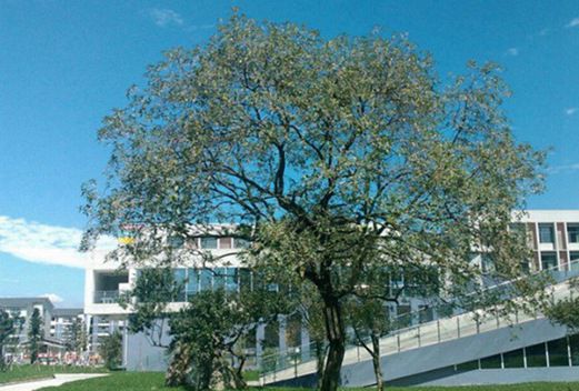 成都工業(yè)學(xué)院