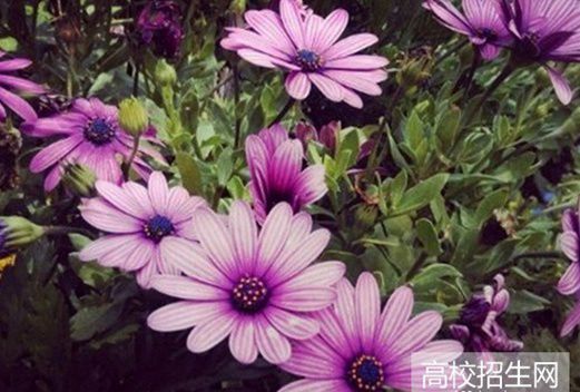 南充理工學(xué)校