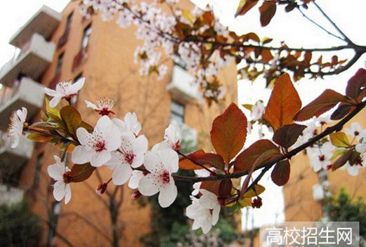 西南民族大學(xué)成人教育學(xué)院