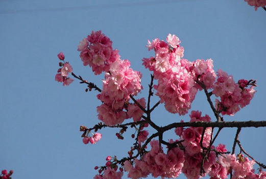 云南省大理衛(wèi)生學(xué)校