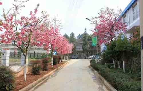 云南林業(yè)技工學校