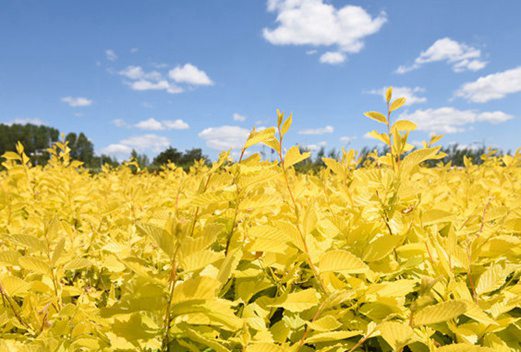 長春東方職業(yè)學(xué)院