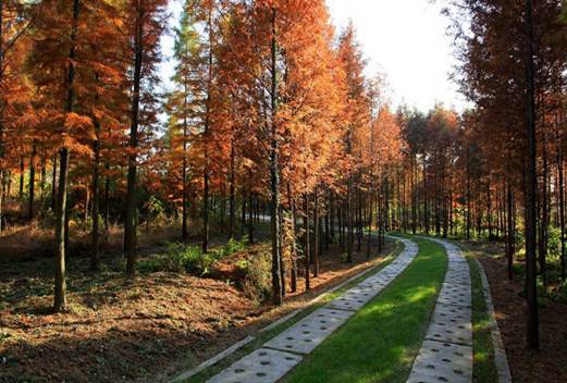 江蘇農(nóng)林職業(yè)技術(shù)學(xué)院