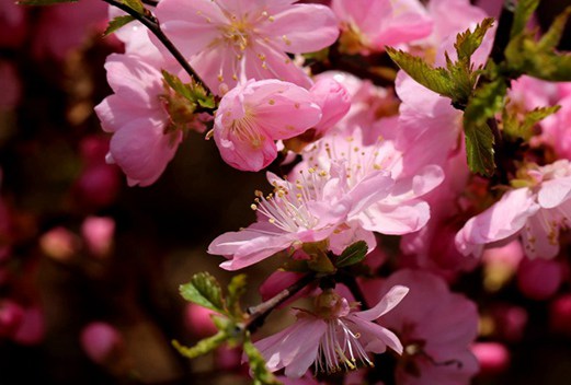 遼寧省遼陽(yáng)中醫(yī)藥學(xué)校