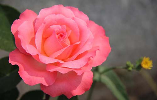 大連軟件職業(yè)學(xué)院