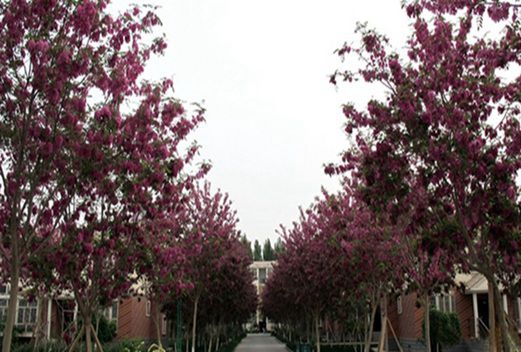 伊犁職業(yè)技術(shù)學(xué)院