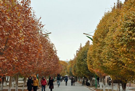 伊犁職業(yè)技術(shù)學(xué)院