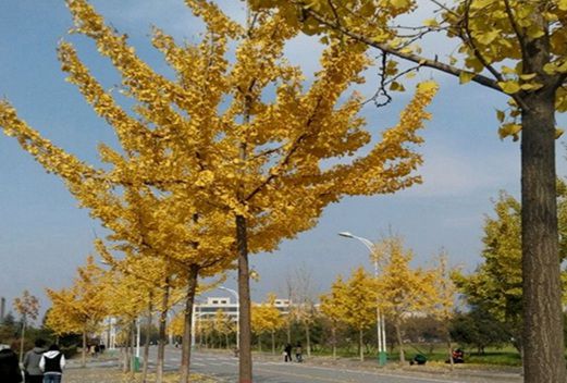 安康職業(yè)技術(shù)學院