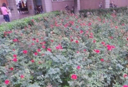 陜西職業(yè)技術學院