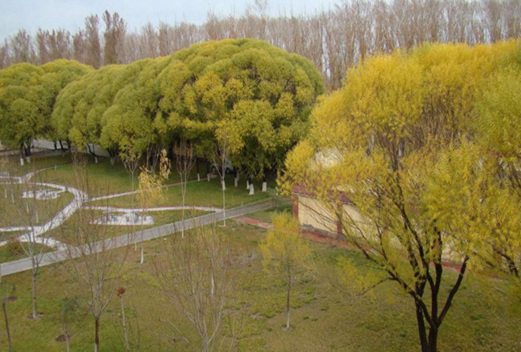 阿克蘇職業(yè)技術學院